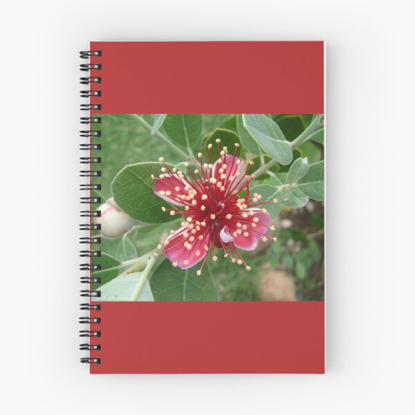 Item preview, Feijoa flower designed and sold by Amanda Hall.