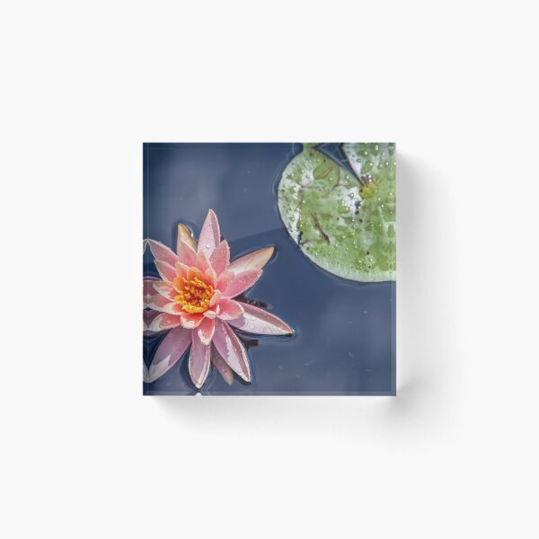 Item preview, USA. New Jersey. Grounds for Sculpture Park. Water Lily. designed and sold by vadim19.
