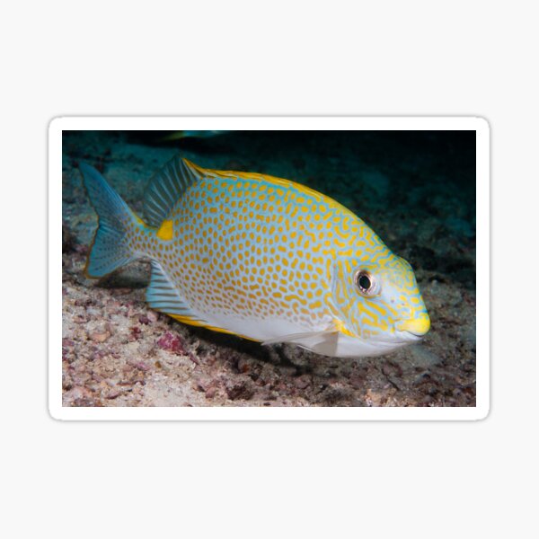 Golden Rabbitfish, Kapalai, Sabah, Malaysia Sticker