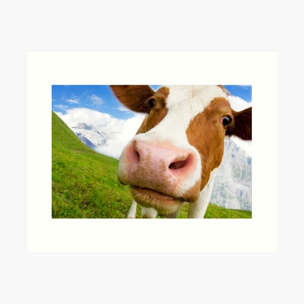 Swiss cow with big nose, wide angle shot Art Print