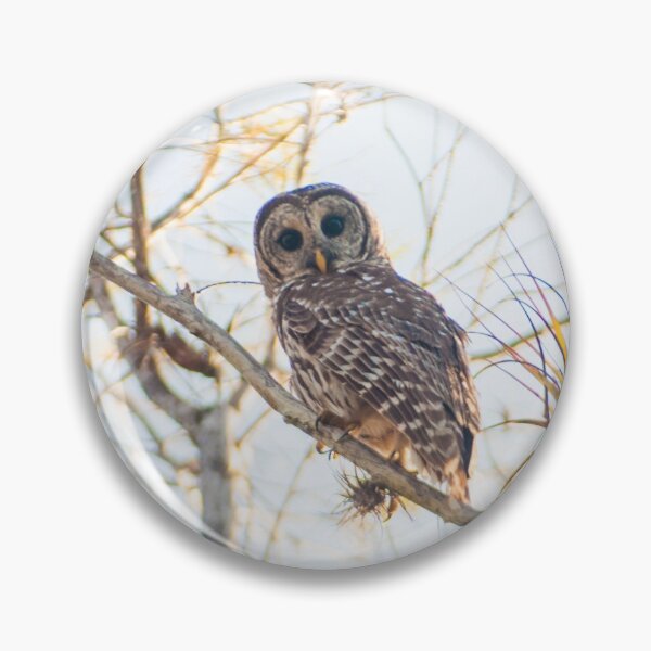 Item preview, Barred Owl in the Everglades designed and sold by garne4.