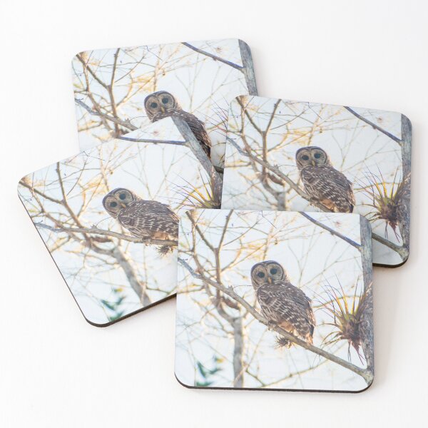 Item preview, Barred Owl in the Everglades designed and sold by garne4.