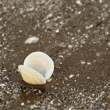 Artwork thumbnail, Empty Shell by Adrian Wale