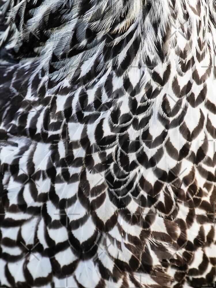 Silver Laced Wyandotte Feathers by c2avilez