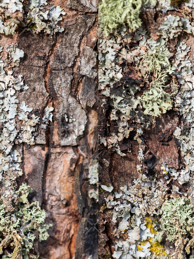 Lichen and Moss on Bark Textured Pattern by c2avilez