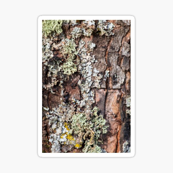 Lichen and Moss on Bark Textured Pattern Sticker