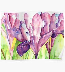 Water Iris Poster
