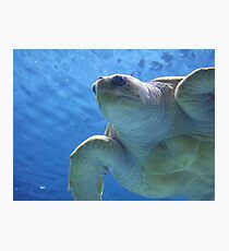Lámina fotográfica Mister Turtle Is My Father