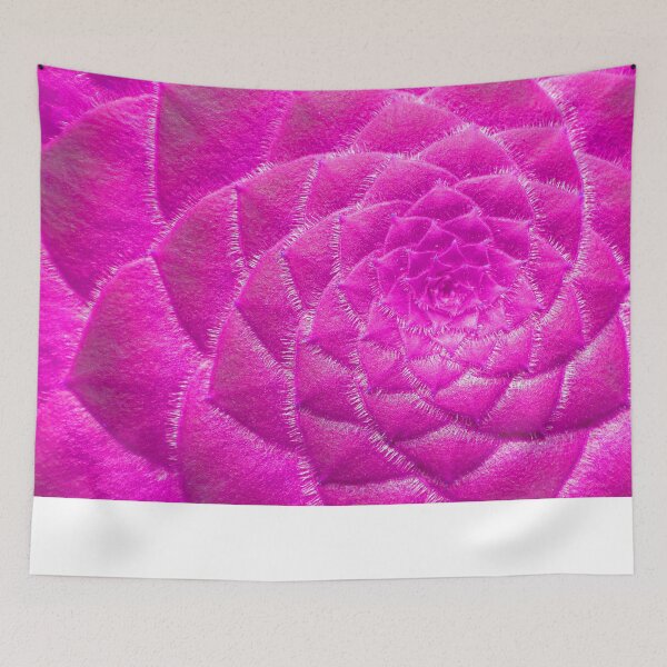 Item preview, Pink aeonium tabuliforme  plant  designed and sold by JobaBreezy.