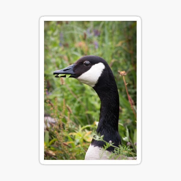 Canada goose eating leaves Sticker