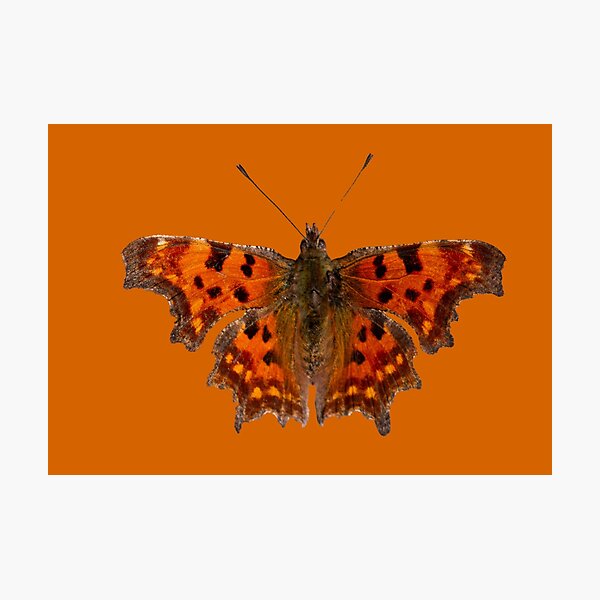 Multiple comma butterflies Photographic Print