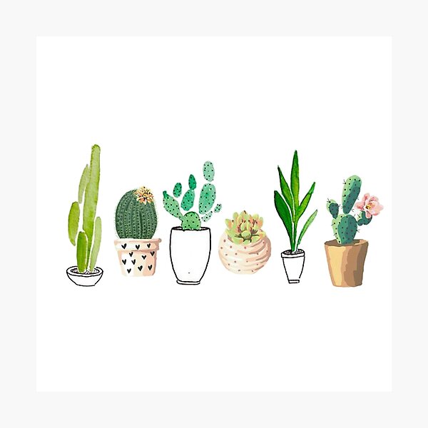 POTTED CACTI Photographic Print