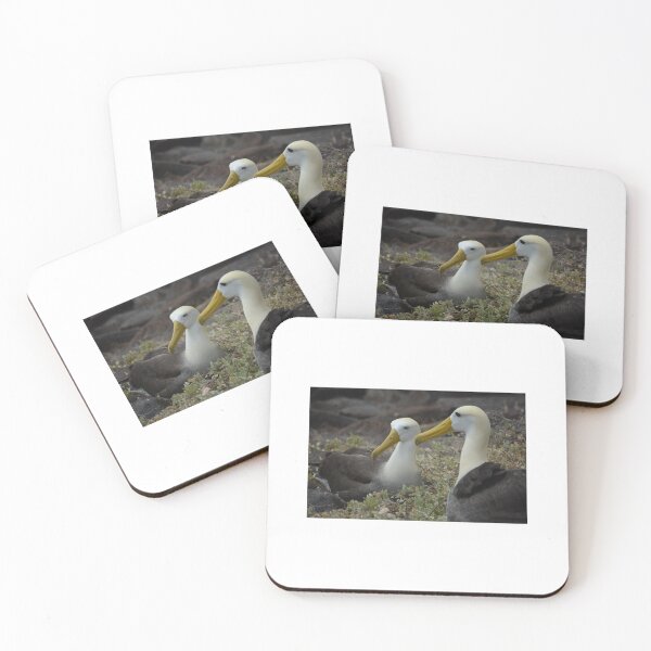 Item preview, Mating Pair of Waved Albatrosses designed and sold by asmullikin.