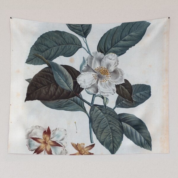 Item preview, Vintage Stuartia pentagyna Botanical Print (1801) designed and sold by Douglas E. Welch Design and Photography.