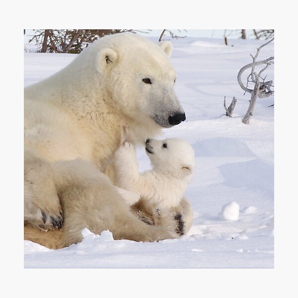 Mother polar bear & cub Photographic Print