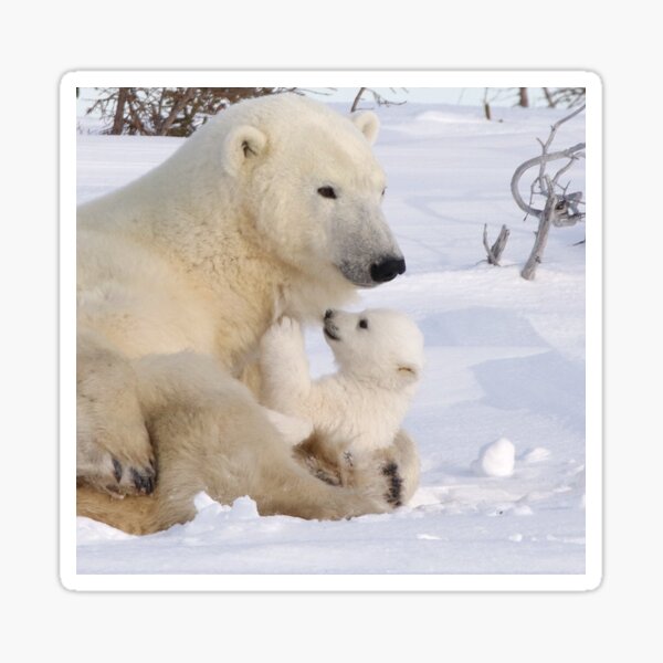 Mother polar bear & cub Sticker