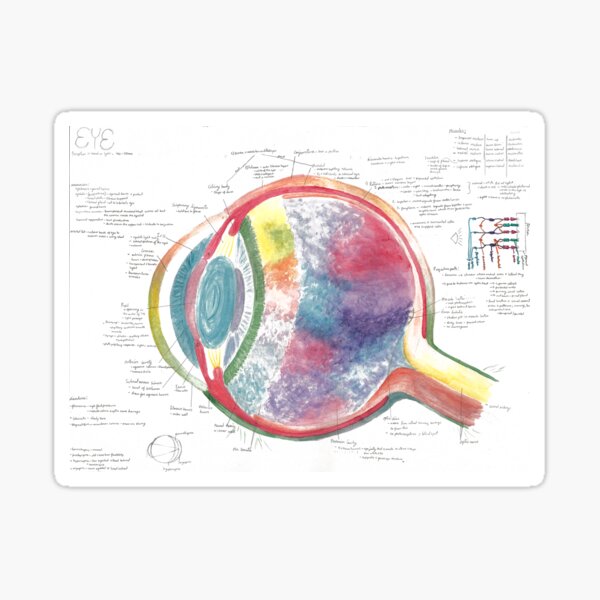 Item preview, Watercolor A&P of the Eye designed and sold by dr-duncan.