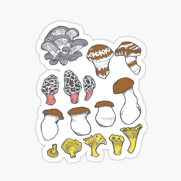 Shroom Study Sticker