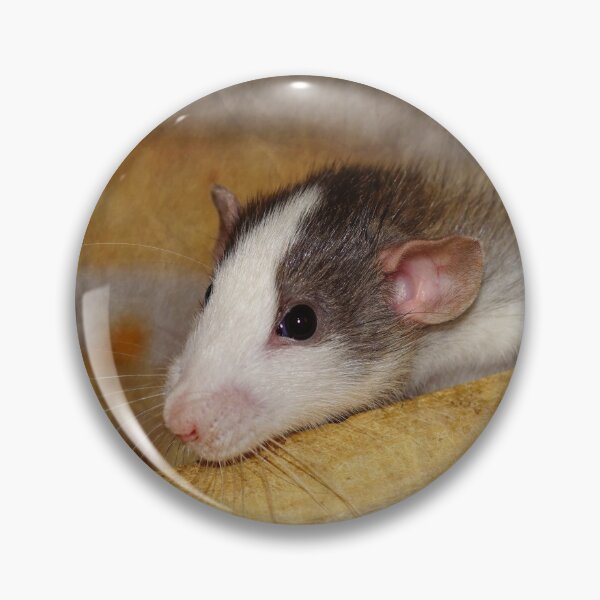 Item preview, Cute Rat designed and sold by Frankie Cat Photography.