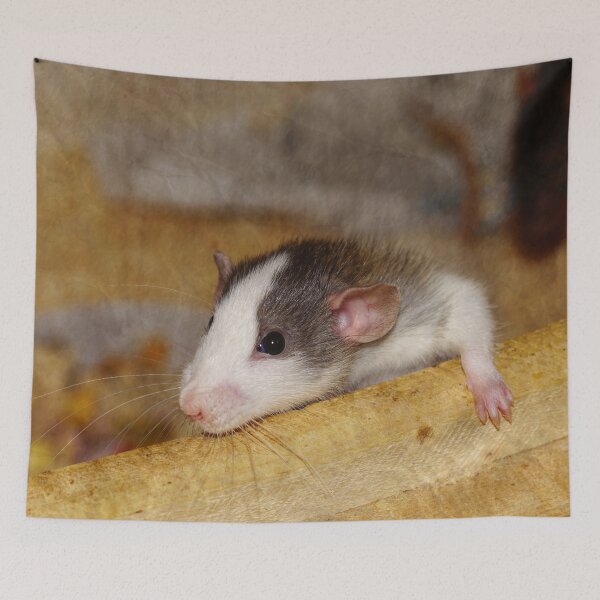 Item preview, Cute Rat designed and sold by Frankie Cat Photography.