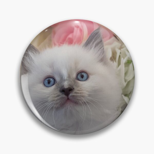 Item preview, Ragdoll kitten designed and sold by Fluffycat2020.