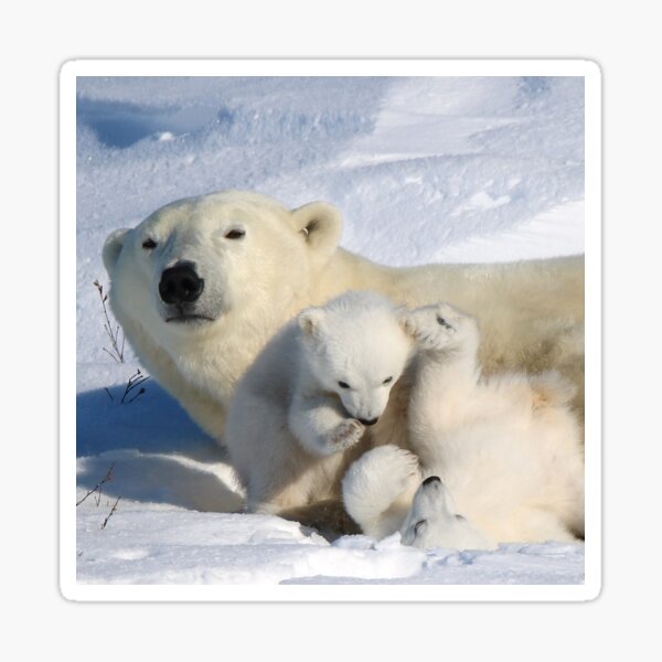 Polar bear cubs playing together Sticker