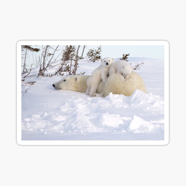 Polar bear cubs playing on Mom's back Sticker