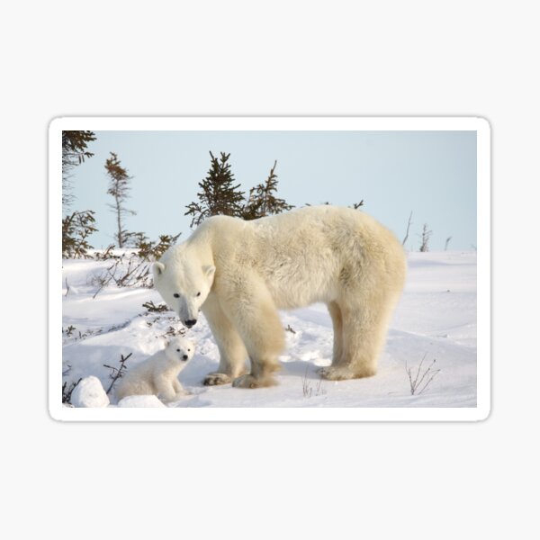 Mom and polar bear cub Sticker