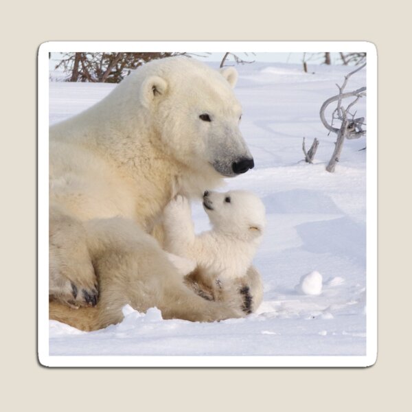 Mother polar bear relaxing with cub Magnet