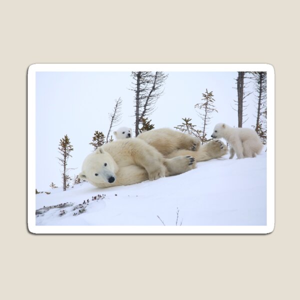 Mother polar bear stretching Magnet