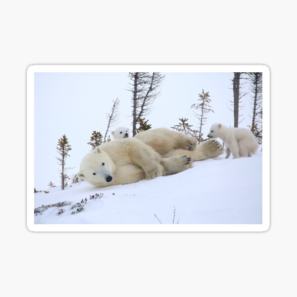 Mother polar bear stretching Sticker