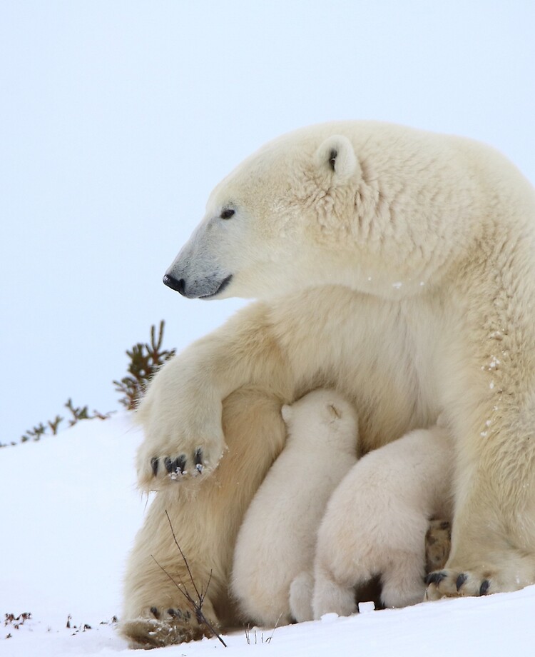 Nursing Mama Bear with Triplets available as Framed Prints, Photos, Wall  Art and Photo Gifts