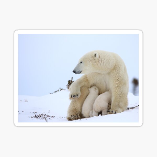 Mother polar bear nursing her newborn cubs Sticker