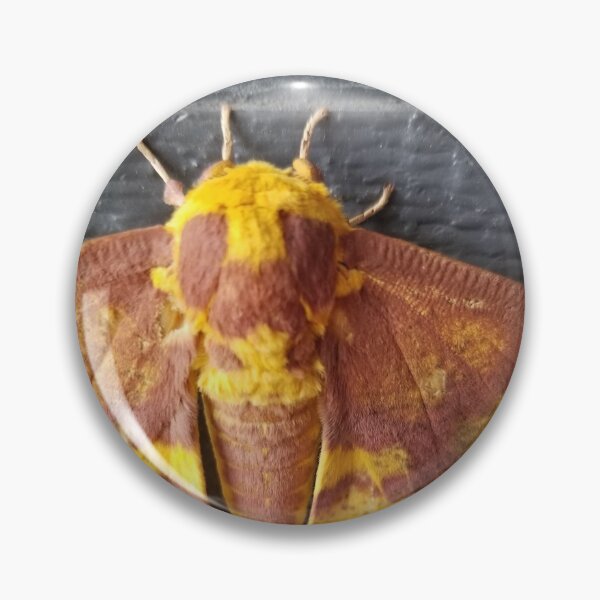 Item preview, Magical imperial moth designed and sold by JupiterAvian.