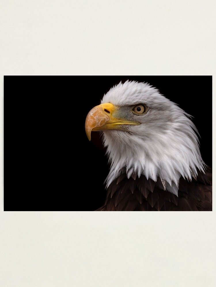 Bald Eagle Head, Regal Eagle Print, Eagle Fine Art, America's