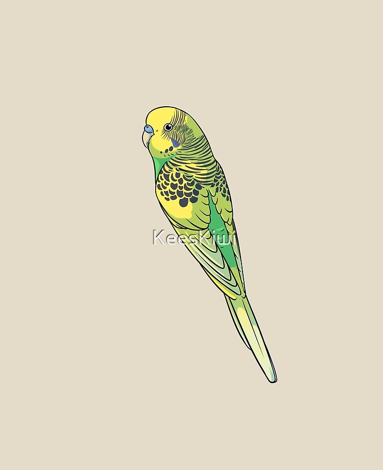 green pied budgie