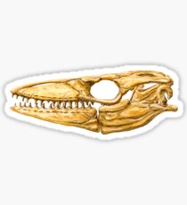 Mosasaur Skull Sticker