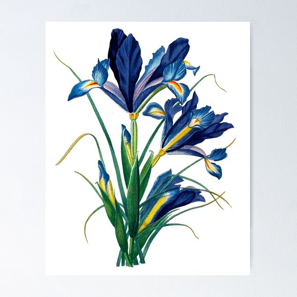 Item preview, Vintage - Flower - TIR - Blue Iris designed and sold by imageresource.