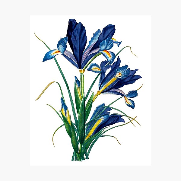 Item preview, Vintage - Flower - TIR - Blue Iris designed and sold by imageresource.