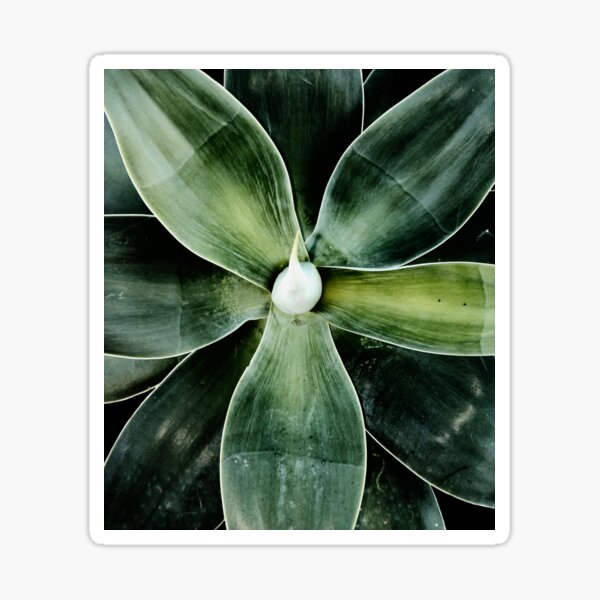 Item preview, Agave Atenuado designed and sold by achoprop.