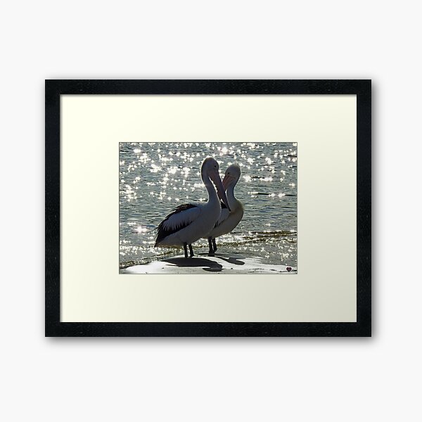Item preview, starcrossed lovers. Australian pelican pair on san remo beach designed and sold by Trish Hart.