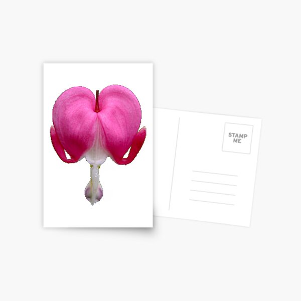 Item preview, Pink Bleeding Heart Flower Dicentra spectabilis  designed and sold by toddbrooney.