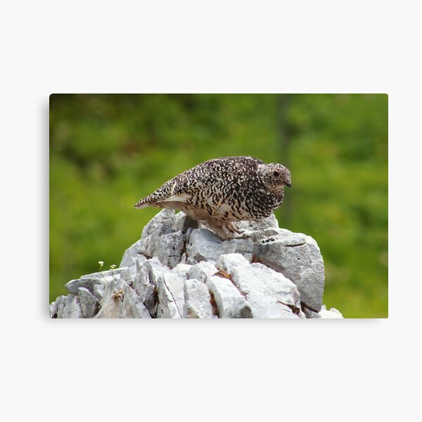 Item preview, Summer ptarmigan designed and sold by zumi.