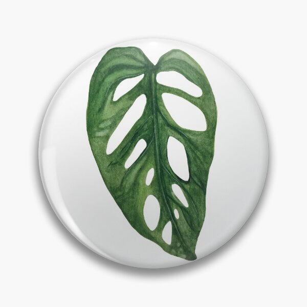 Item preview, Monstera Adansonii designed and sold by plantwithhan.
