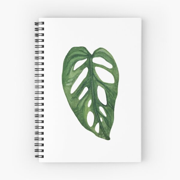 Item preview, Monstera Adansonii designed and sold by plantwithhan.