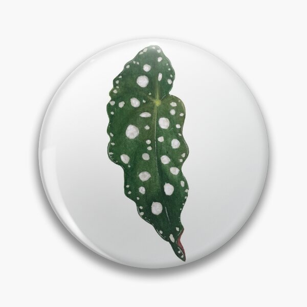 Item preview, Begonia Maculata designed and sold by plantwithhan.