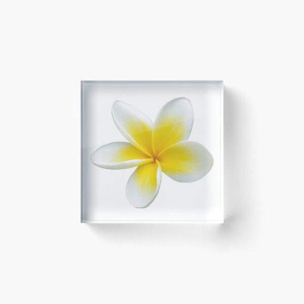 Aperçu de l'œuvre "Solo Frangipani" - Fleur de Frangipanier Blanc | Fleur de Plumeria créée et vendue par Barry Callister Photography.