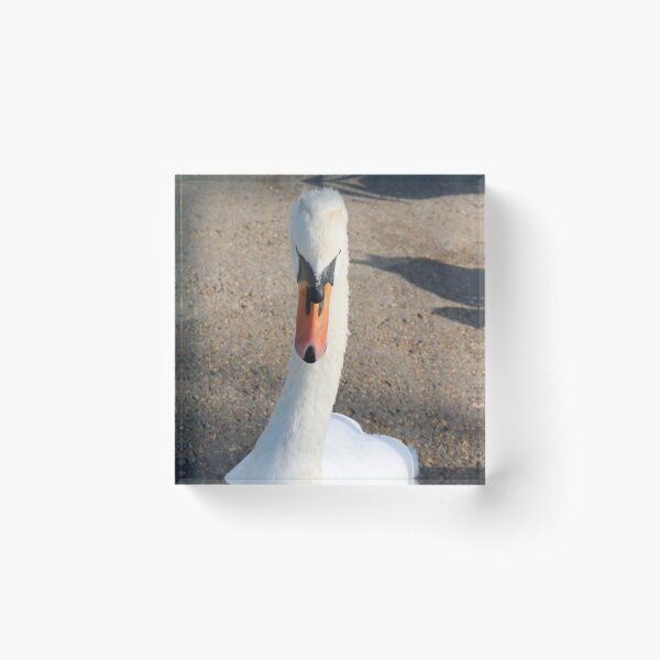 Item preview, Swan at Close Quarters designed and sold by Michaela Perryman.