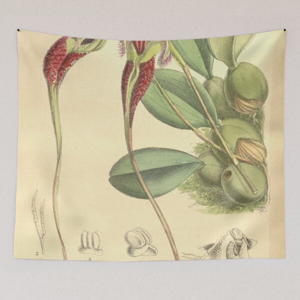 Item preview, Bulbophyllum fascinator Curtis' 134 (Ser. 4 no. 4) pl. 8199 (1908) designed and sold by EsotericBotanic.