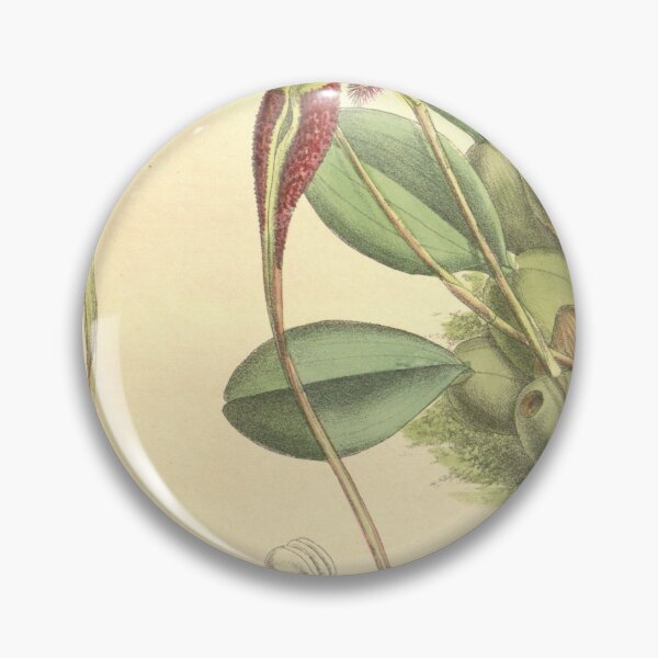 Item preview, Bulbophyllum fascinator Curtis' 134 (Ser. 4 no. 4) pl. 8199 (1908) designed and sold by EsotericBotanic.